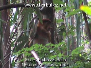 légende: Singes Proboscis Bako National Park Sarawak 04
qualityCode=raw
sizeCode=half

Données de l'image originale:
Taille originale: 179655 bytes
Heure de prise de vue: 2002:09:14 11:37:25
Largeur: 640
Hauteur: 480
